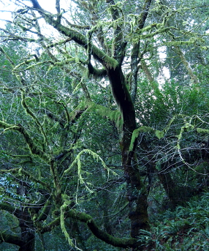 [Lots of light green moss contrasts with the dark wood of the tree trunks and limbs.]